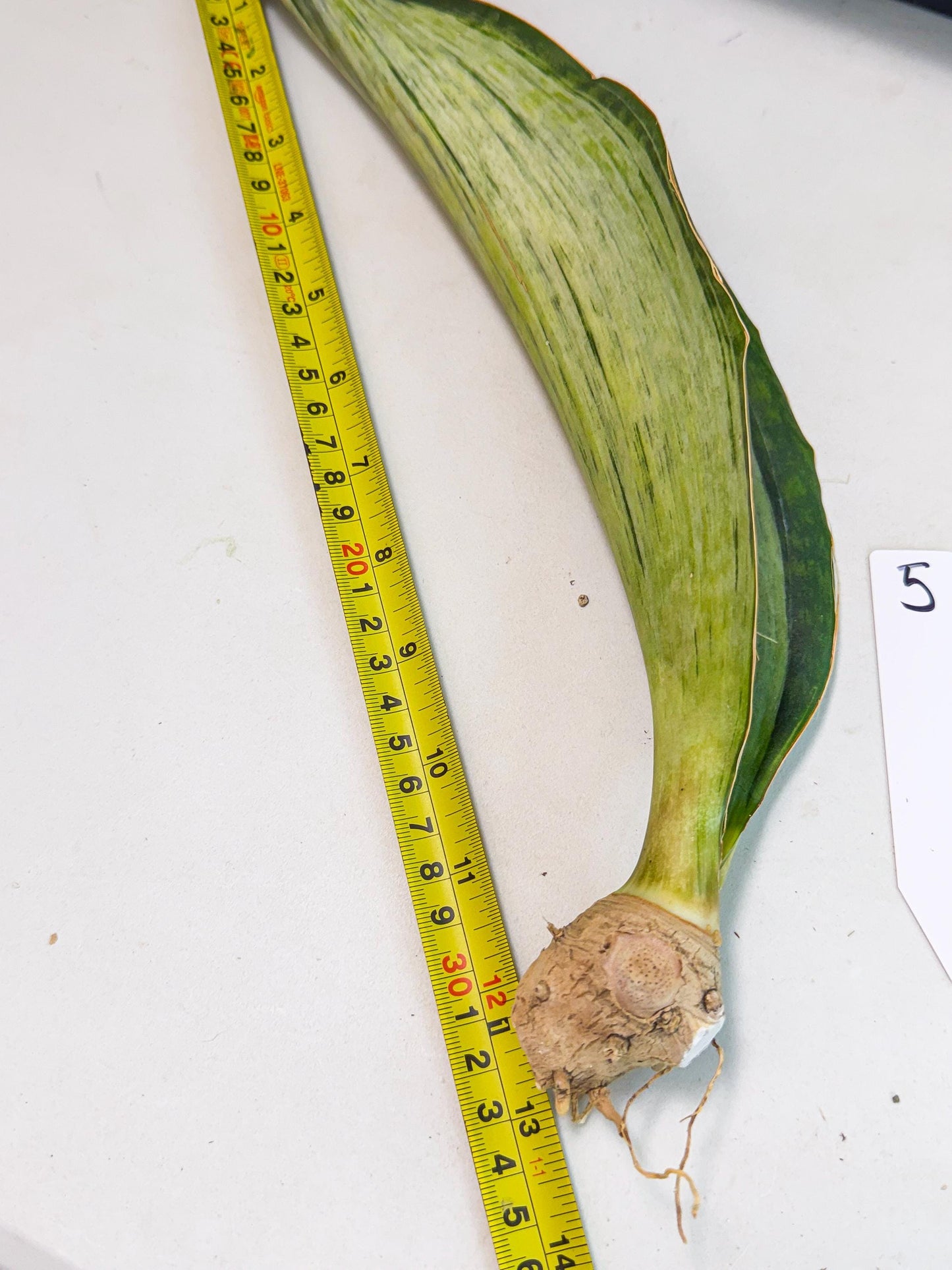Sansevieria Masoniana Bruda (bb) (5) | Masoniana Var x Eliptica Var