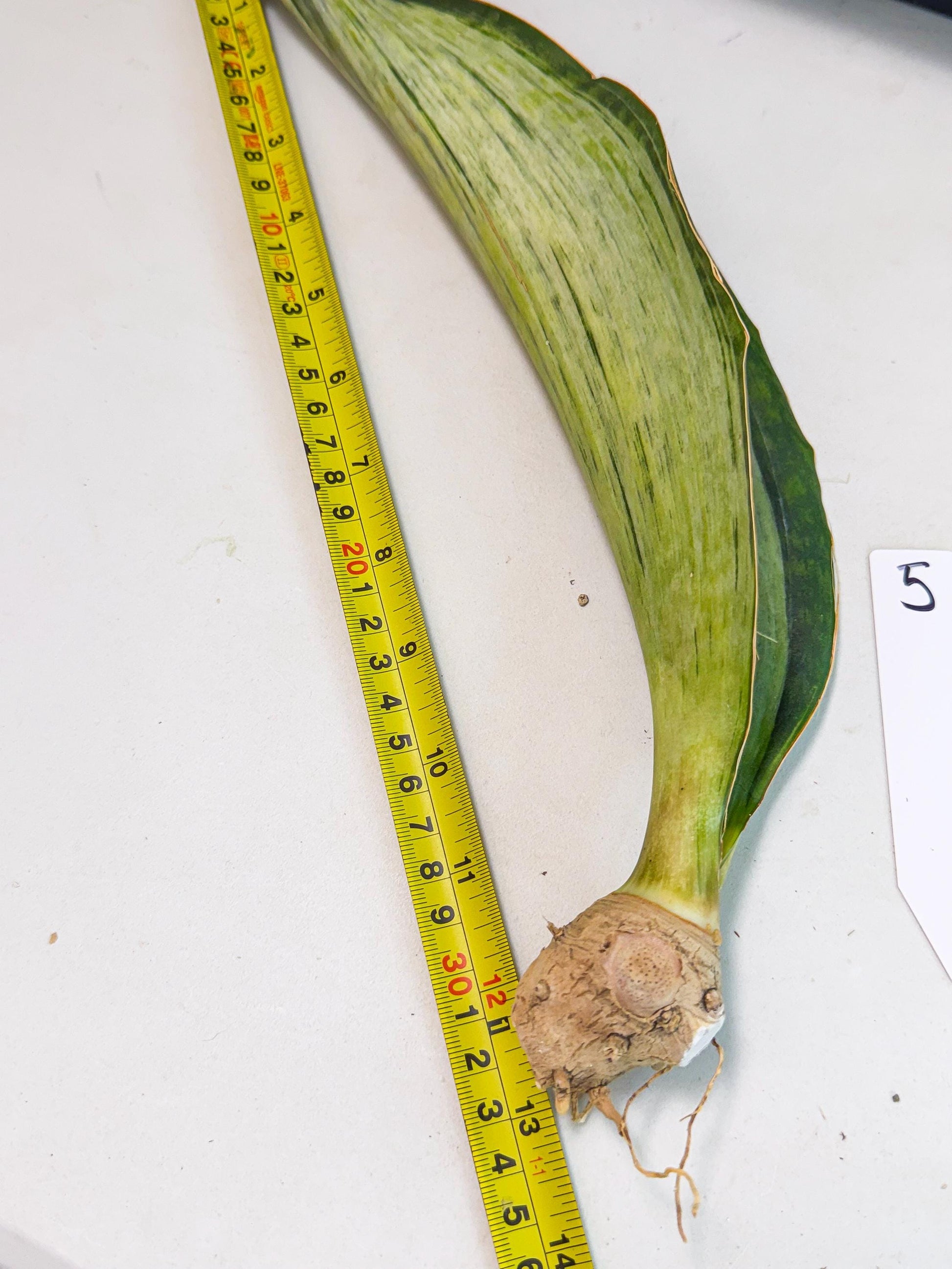 Sansevieria Masoniana Bruda (bb) (5) | Masoniana Var x Eliptica Var