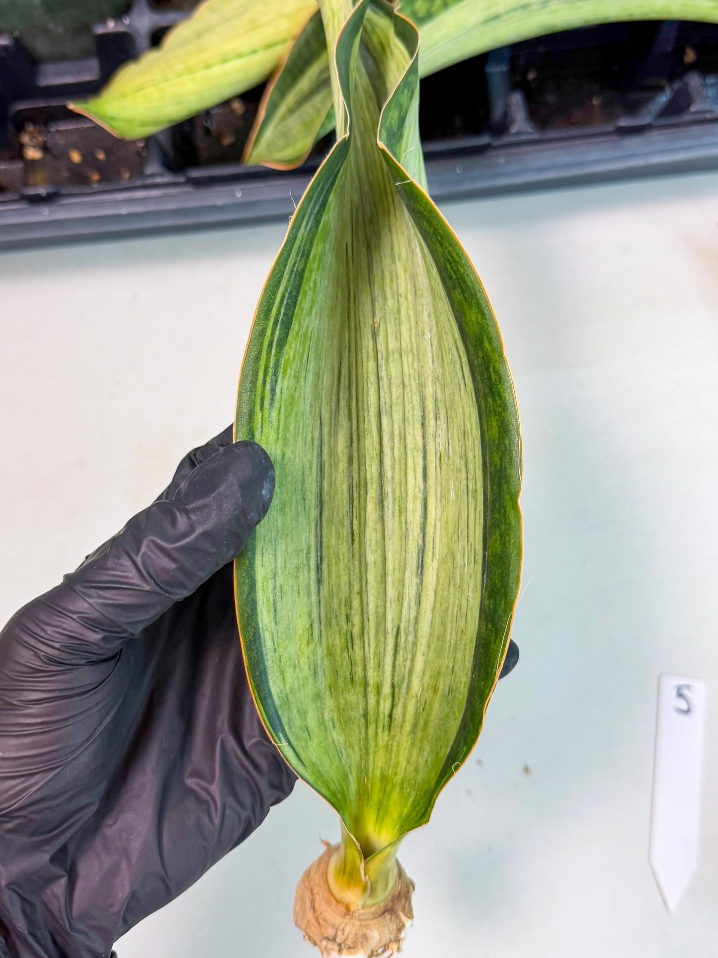 Sansevieria Masoniana Bruda (bb) (5) | Masoniana Var x Eliptica Var
