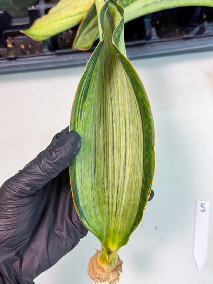 Sansevieria Masoniana Bruda (bb) (5) | Masoniana Var x Eliptica Var
