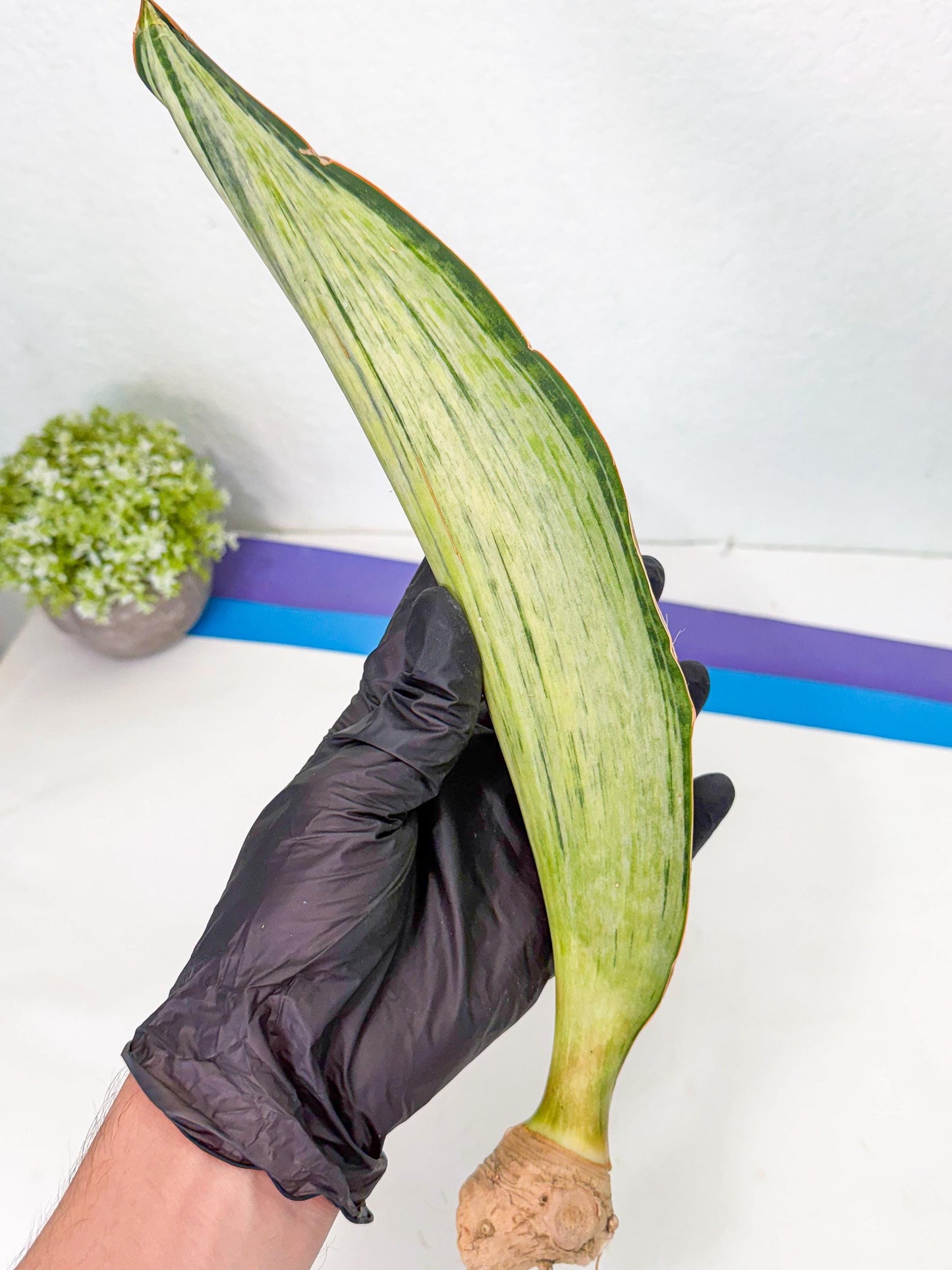 Sansevieria Masoniana Bruda (bb) (5) | Masoniana Var x Eliptica Var
