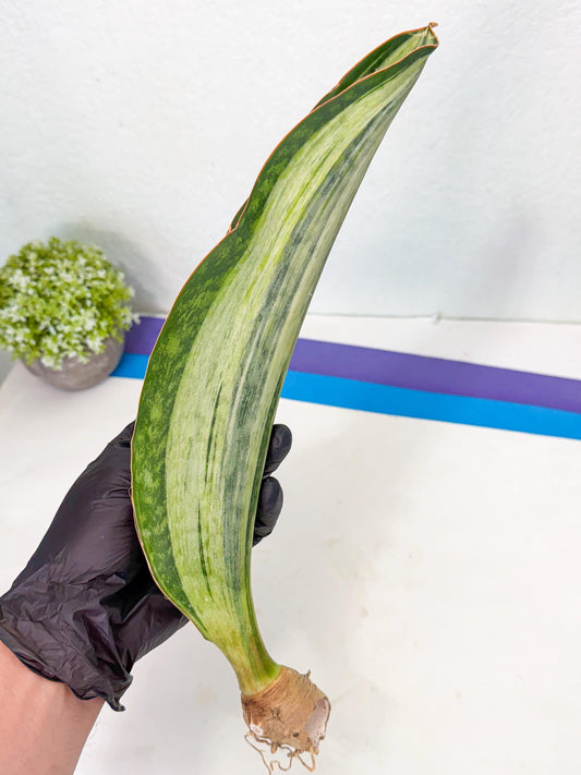 Sansevieria Masoniana Bruda (bb) (5) | Masoniana Var x Eliptica Var