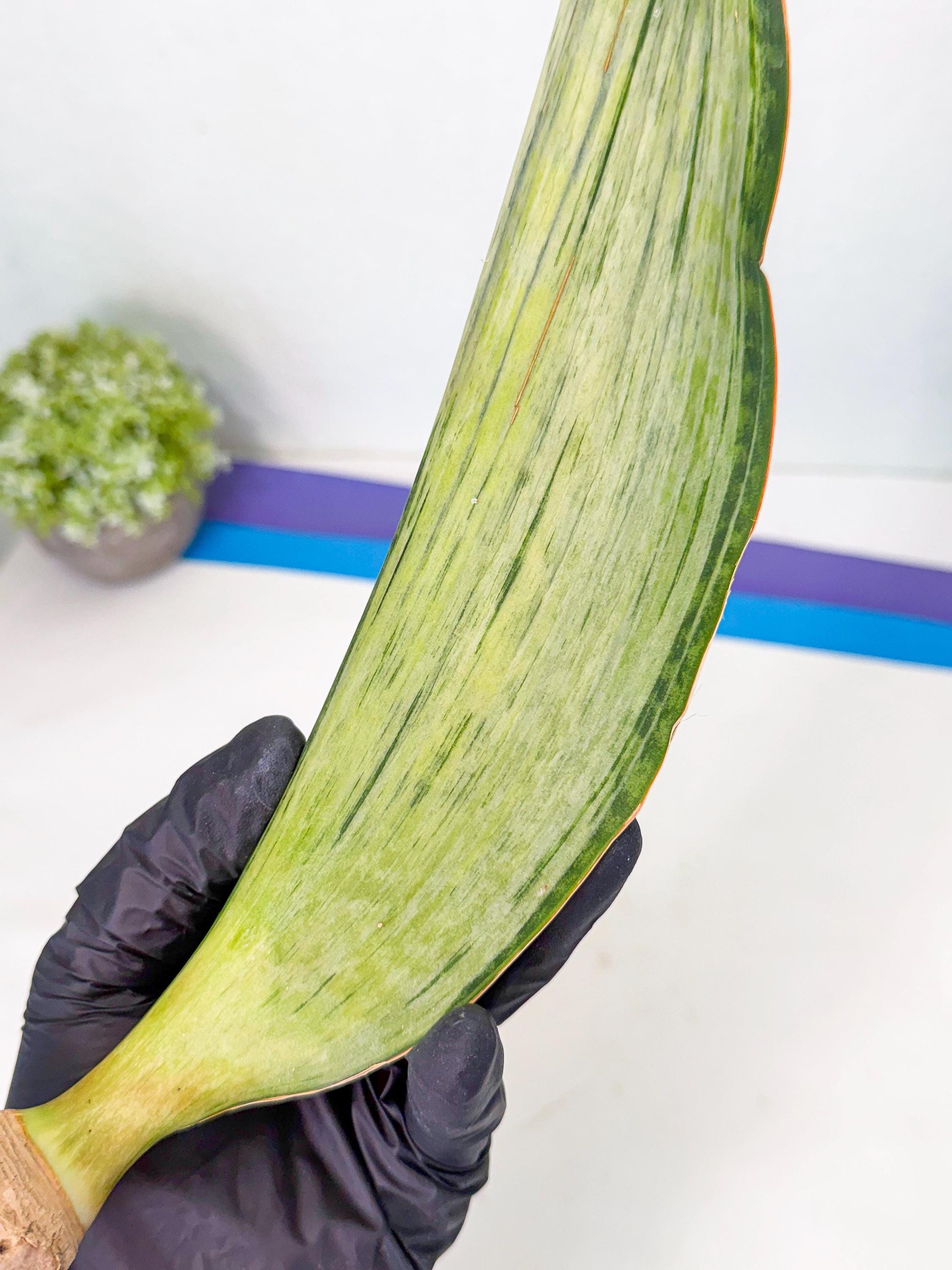 Sansevieria Masoniana Bruda (bb) (5) | Masoniana Var x Eliptica Var