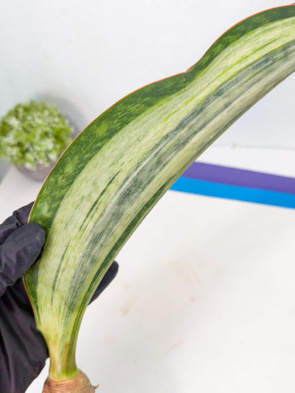 Sansevieria Masoniana Bruda (bb) (5) | Masoniana Var x Eliptica Var