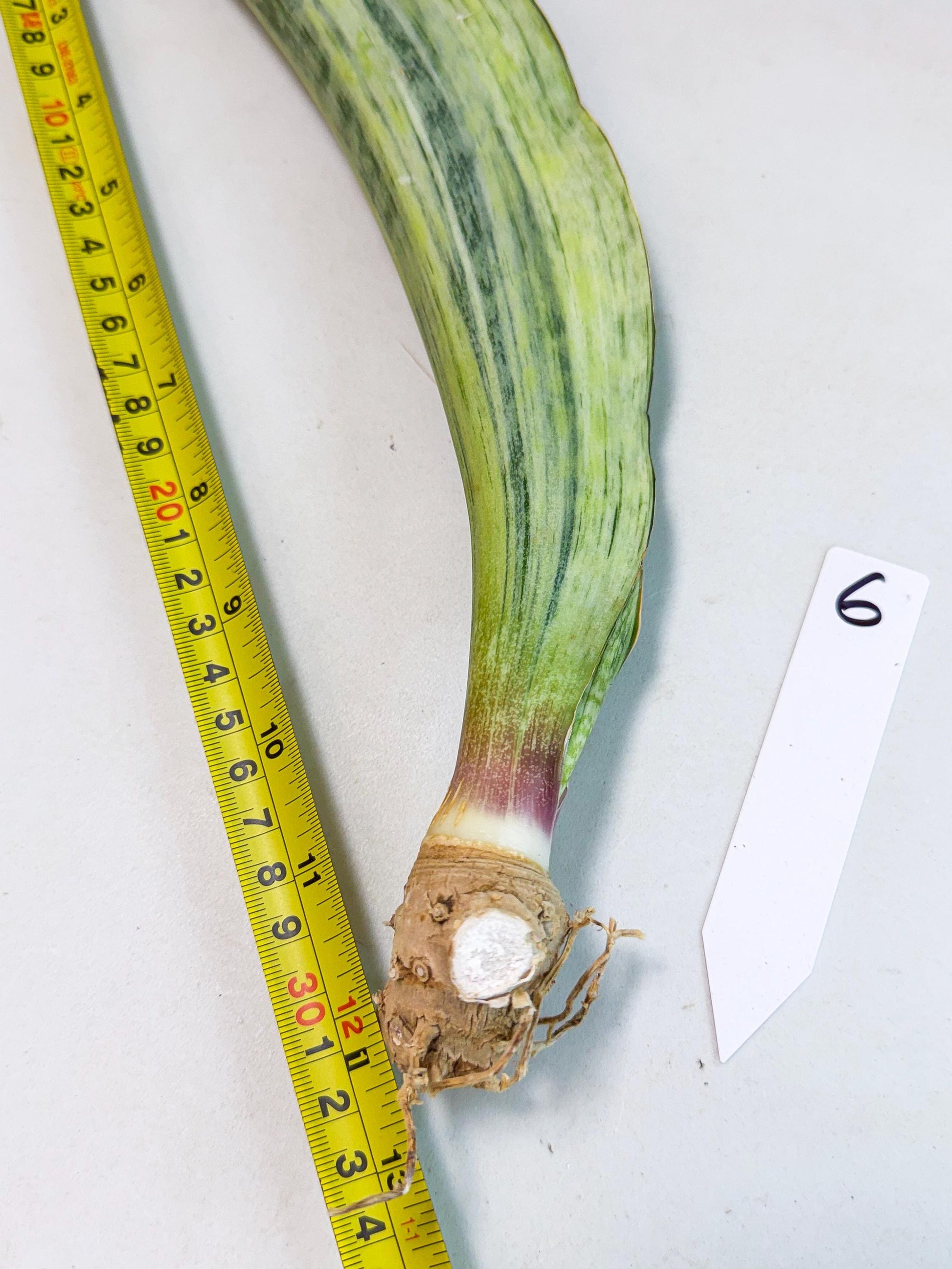 Sansevieria Masoniana Bruda (bb) (6) | Masoniana Var x Eliptica Var