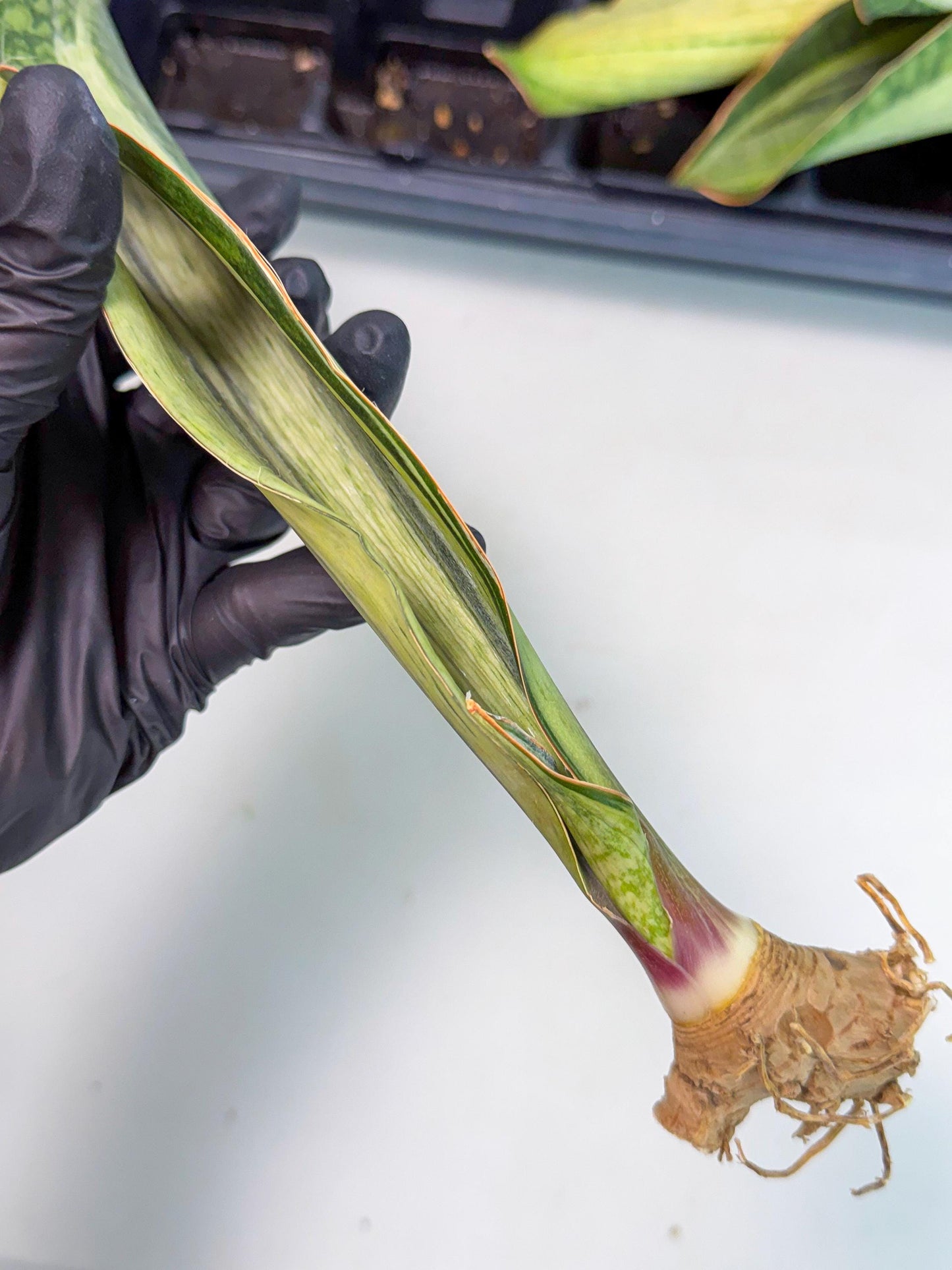 Sansevieria Masoniana Bruda (bb) (6) | Masoniana Var x Eliptica Var
