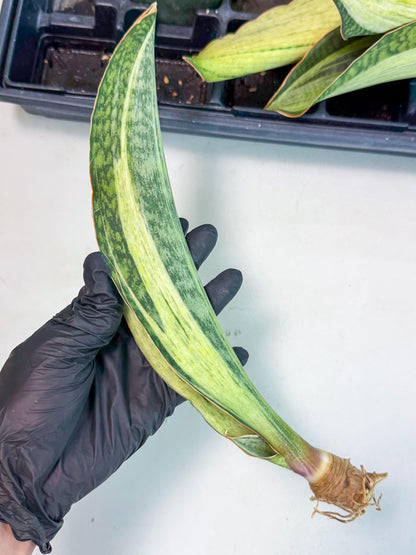 Sansevieria Masoniana Bruda (bb) (6) | Masoniana Var x Eliptica Var