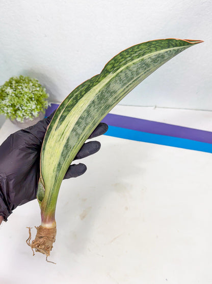 Sansevieria Masoniana Bruda (bb) (6) | Masoniana Var x Eliptica Var
