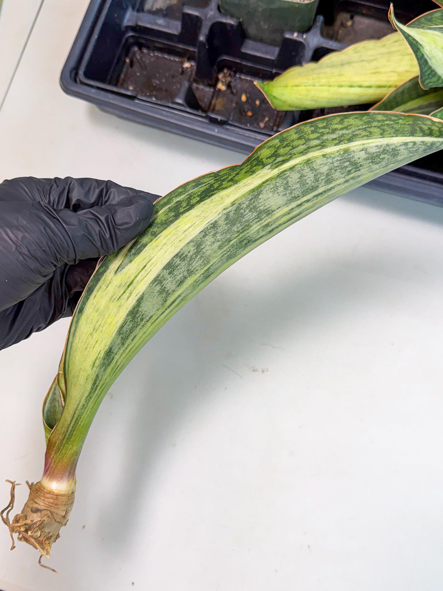 Sansevieria Masoniana Bruda (bb) (6) | Masoniana Var x Eliptica Var