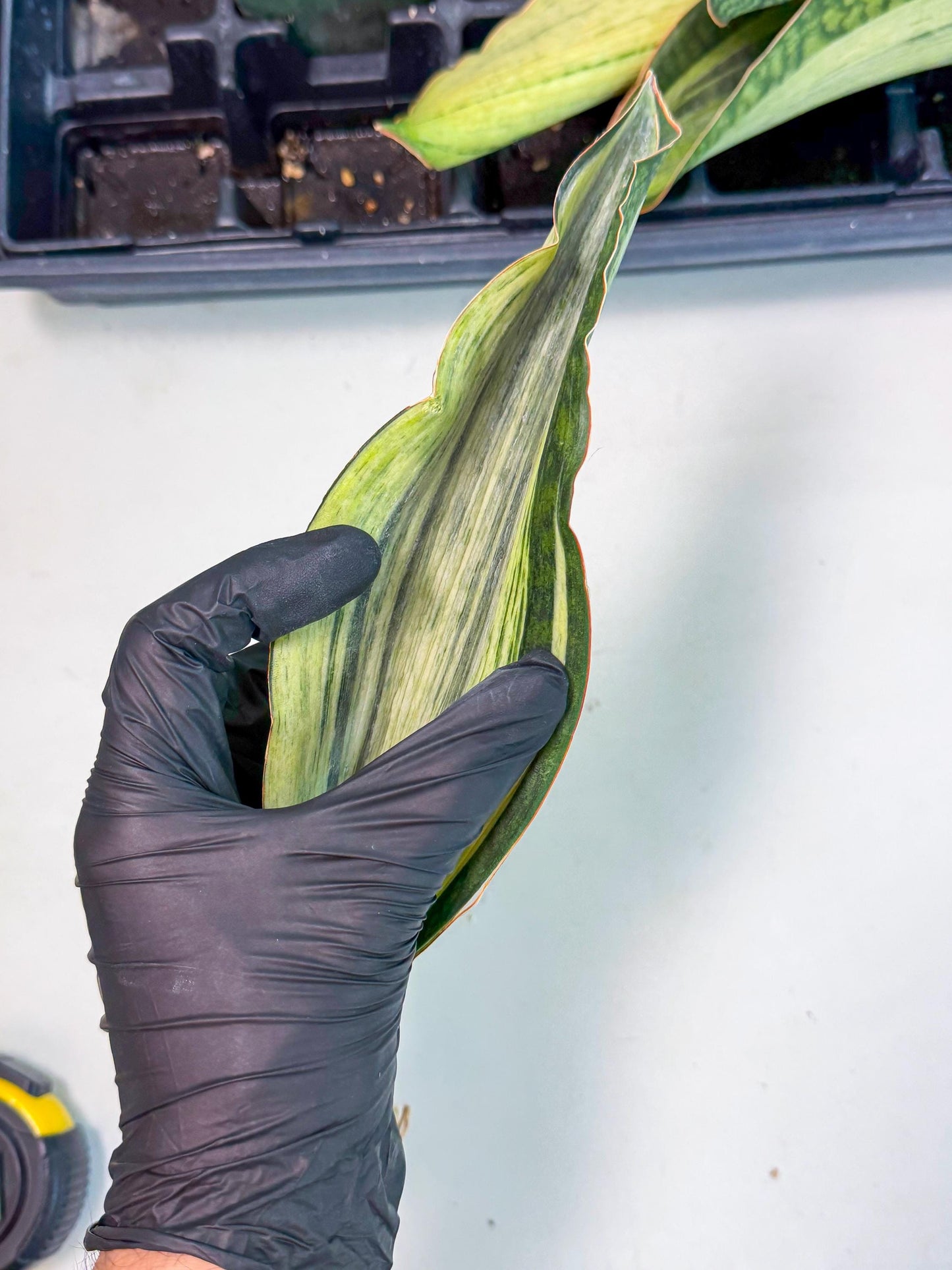 Sansevieria Masoniana Bruda (bb) (6) | Masoniana Var x Eliptica Var