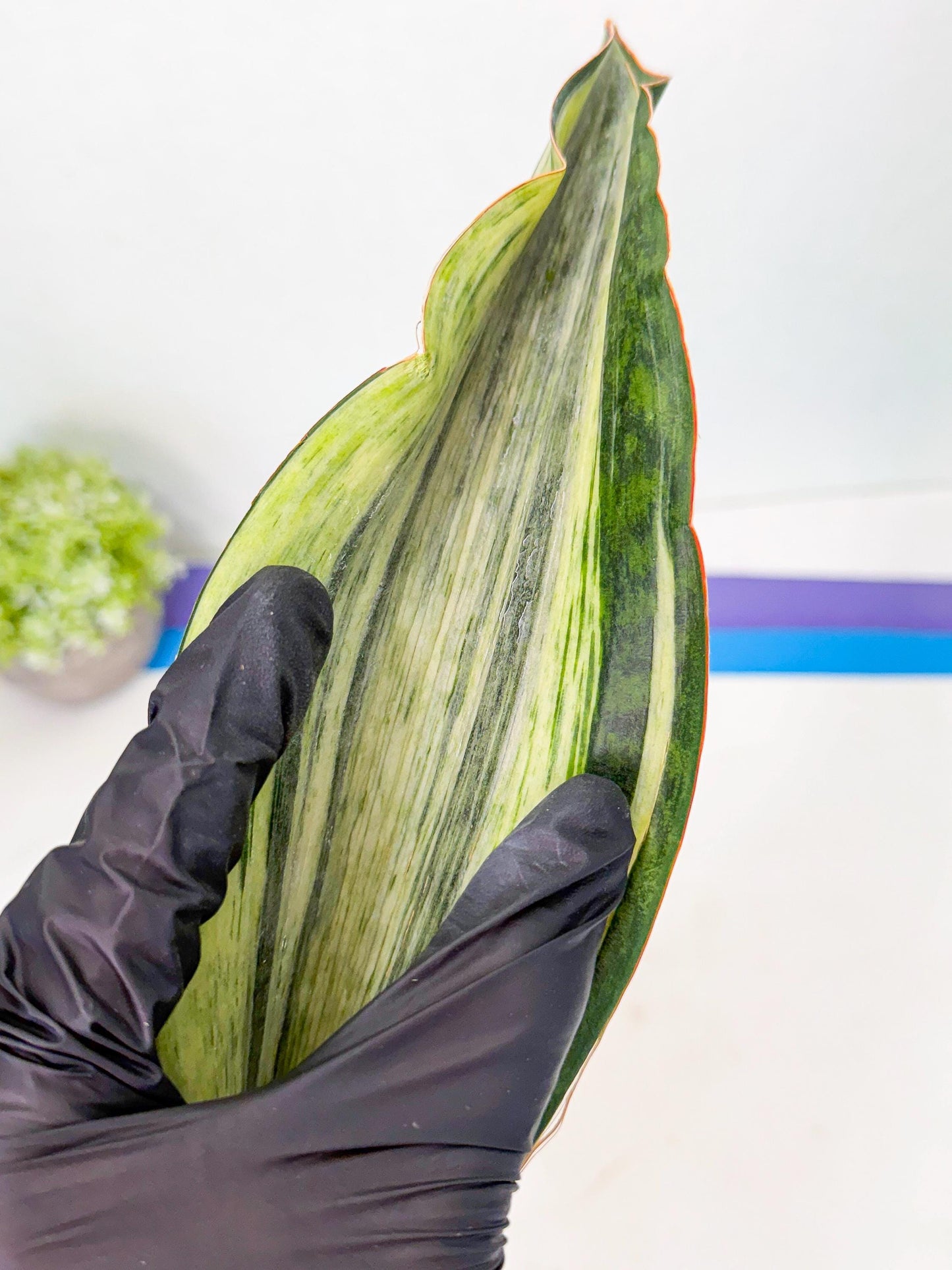 Sansevieria Masoniana Bruda (bb) (6) | Masoniana Var x Eliptica Var