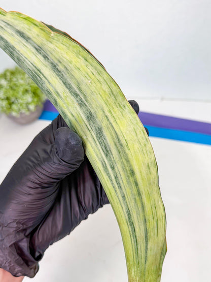 Sansevieria Masoniana Bruda (bb) (6) | Masoniana Var x Eliptica Var