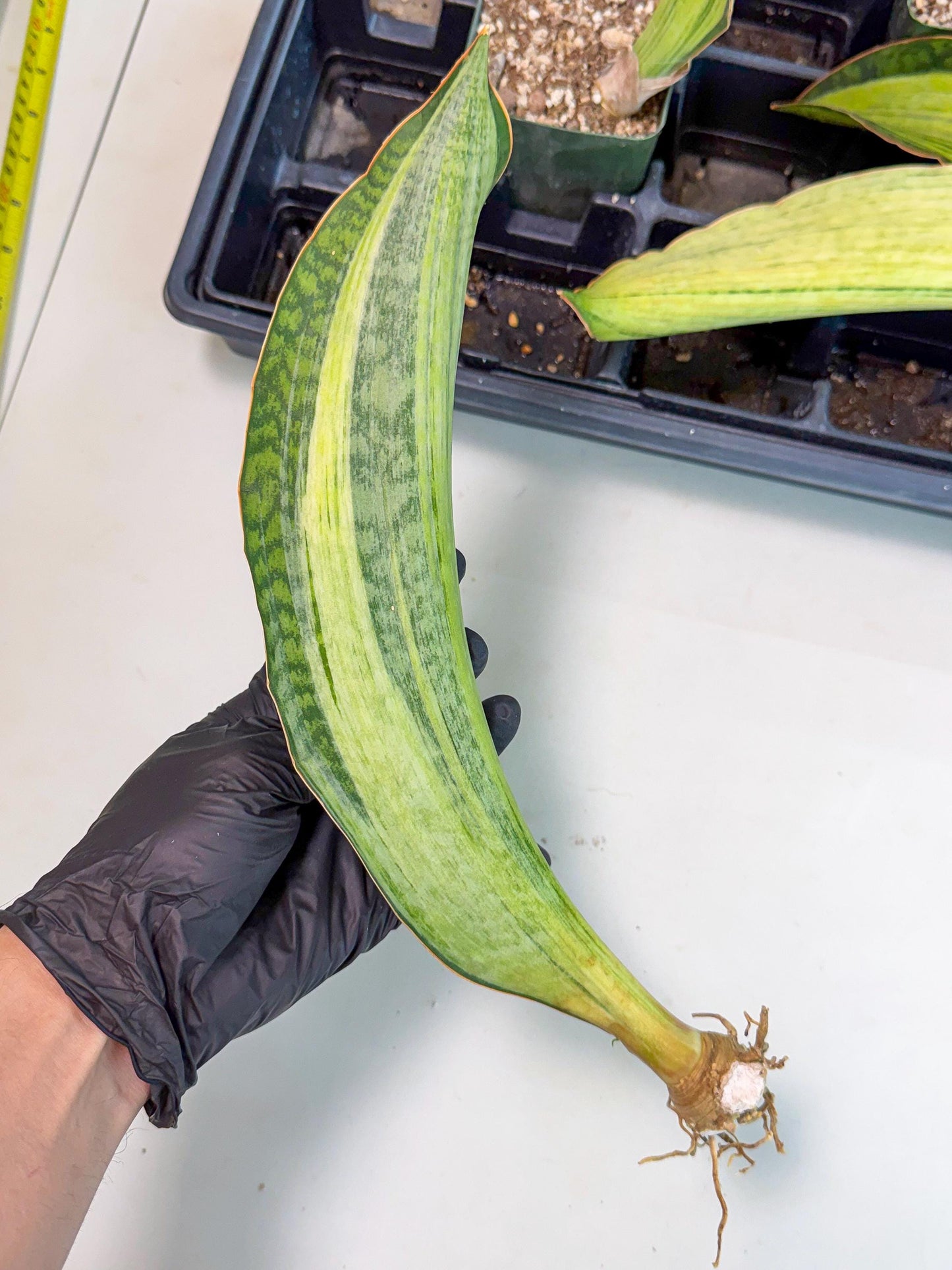 Sansevieria Masoniana Bruda (bb) (8) | Masoniana Var x Eliptica Var