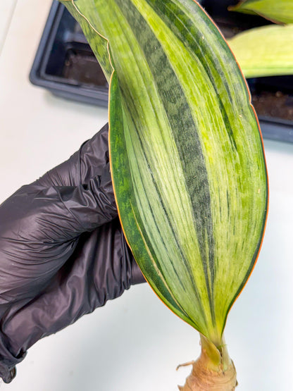 Sansevieria Masoniana Bruda (bb) (8) | Masoniana Var x Eliptica Var