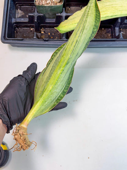 Sansevieria Masoniana Bruda (bb) (8) | Masoniana Var x Eliptica Var