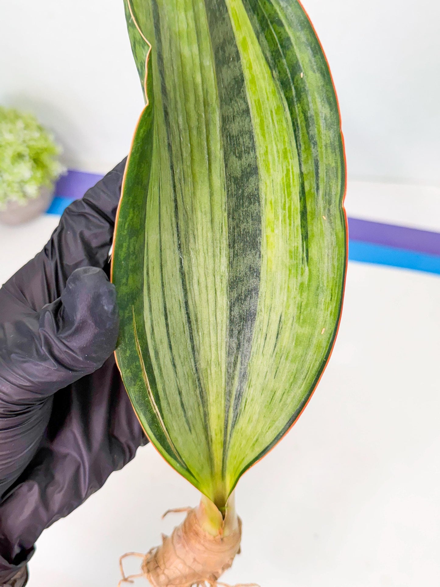 Sansevieria Masoniana Bruda (bb) (8) | Masoniana Var x Eliptica Var