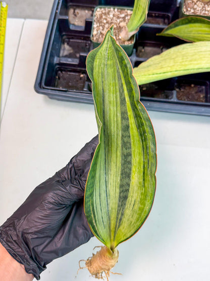 Sansevieria Masoniana Bruda (bb) (8) | Masoniana Var x Eliptica Var