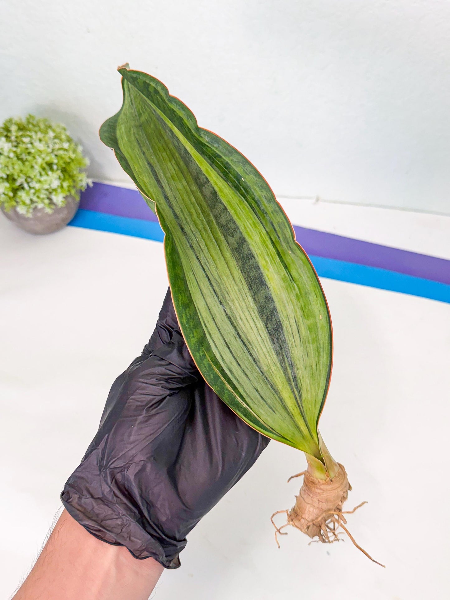 Sansevieria Masoniana Bruda (bb) (8) | Masoniana Var x Eliptica Var