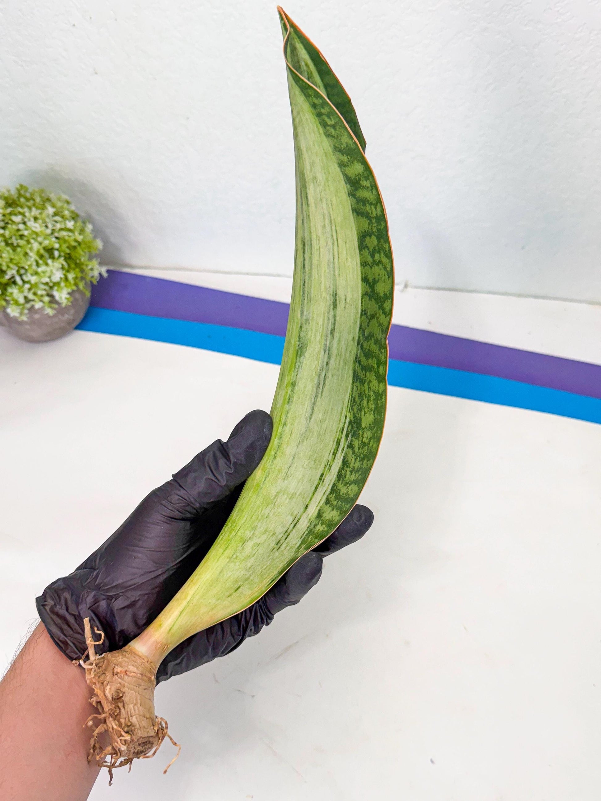 Sansevieria Masoniana Bruda (bb) (8) | Masoniana Var x Eliptica Var