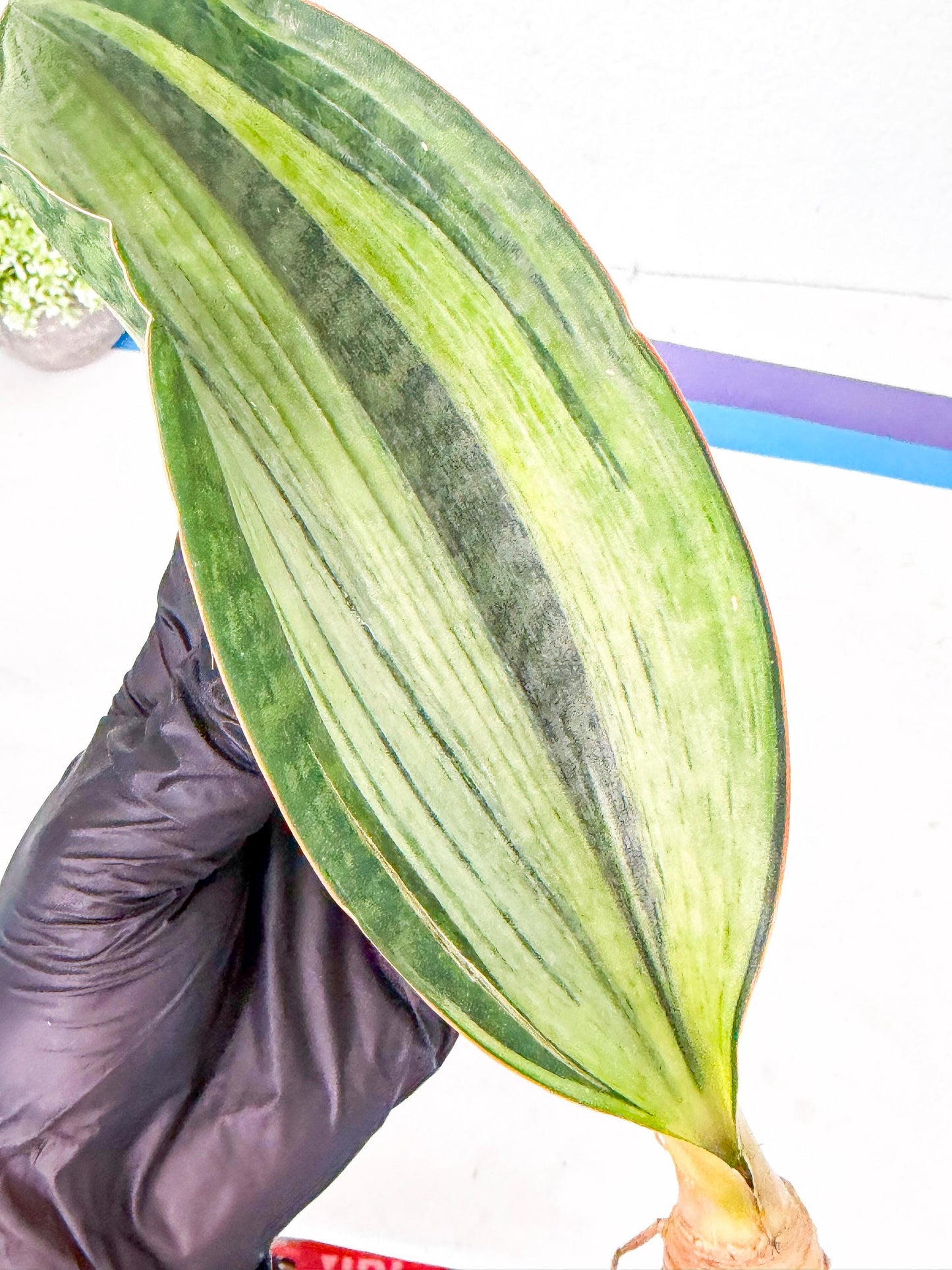 Sansevieria Masoniana Bruda (bb) (8) | Masoniana Var x Eliptica Var