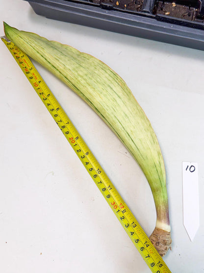 Sansevieria Masoniana Bruda (bb) (10) | Masoniana Var x Eliptica Var