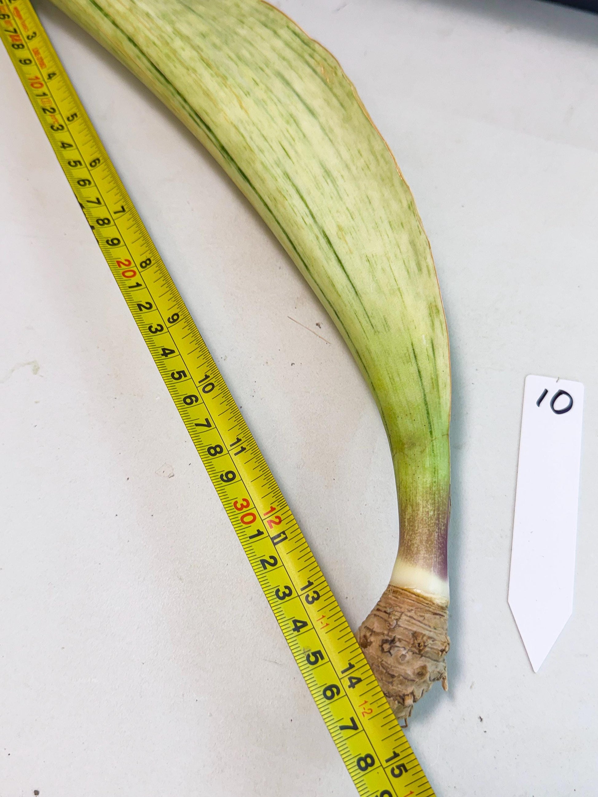 Sansevieria Masoniana Bruda (bb) (10) | Masoniana Var x Eliptica Var