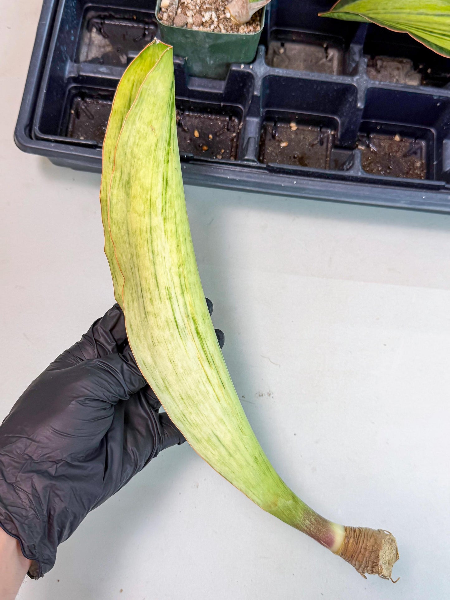 Sansevieria Masoniana Bruda (bb) (10) | Masoniana Var x Eliptica Var