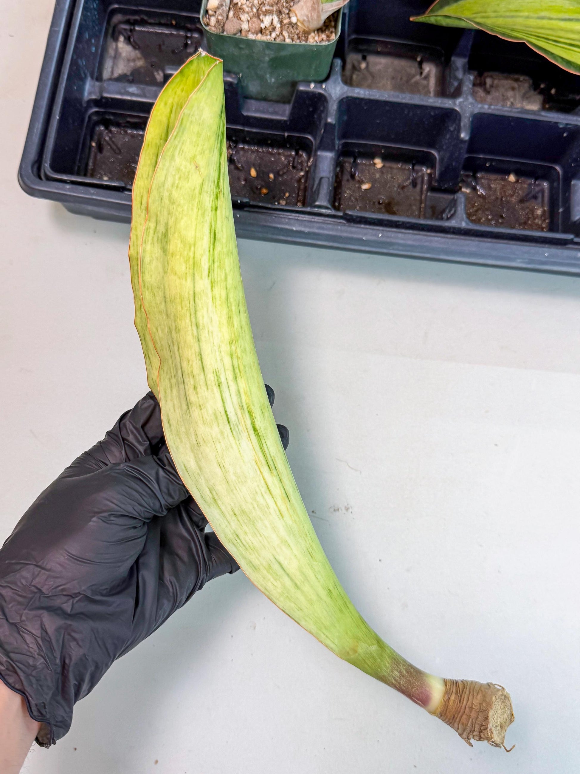 Sansevieria Masoniana Bruda (bb) (10) | Masoniana Var x Eliptica Var
