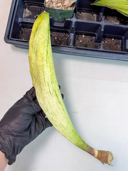 Sansevieria Masoniana Bruda (bb) (10) | Masoniana Var x Eliptica Var