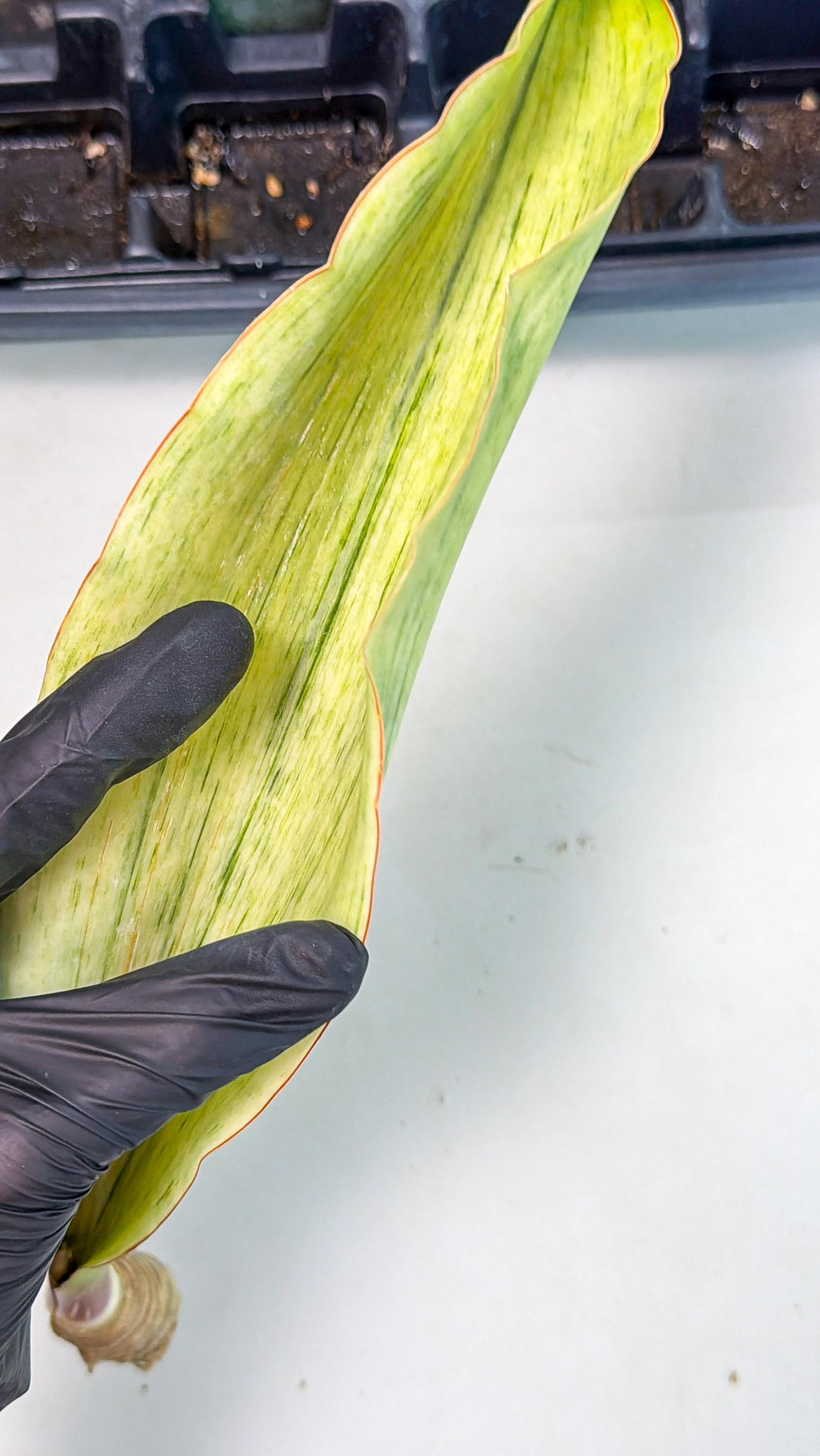 Sansevieria Masoniana Bruda (bb) (10) | Masoniana Var x Eliptica Var