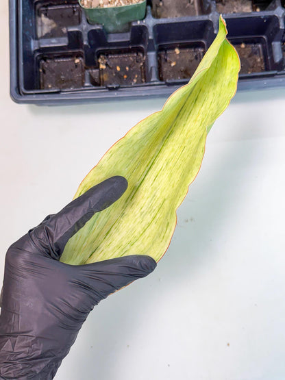 Sansevieria Masoniana Bruda (bb) (10) | Masoniana Var x Eliptica Var