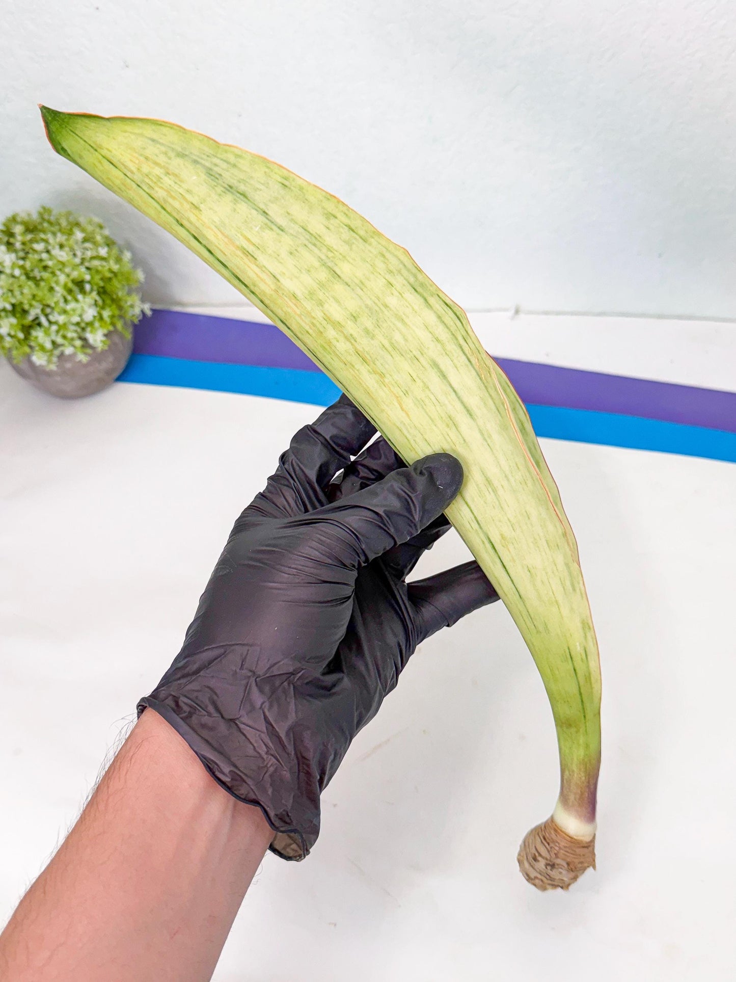 Sansevieria Masoniana Bruda (bb) (10) | Masoniana Var x Eliptica Var