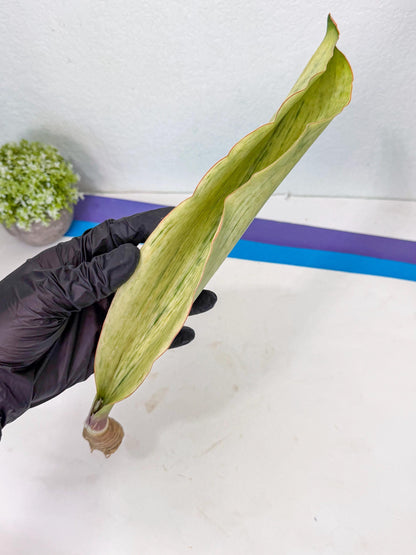 Sansevieria Masoniana Bruda (bb) (10) | Masoniana Var x Eliptica Var