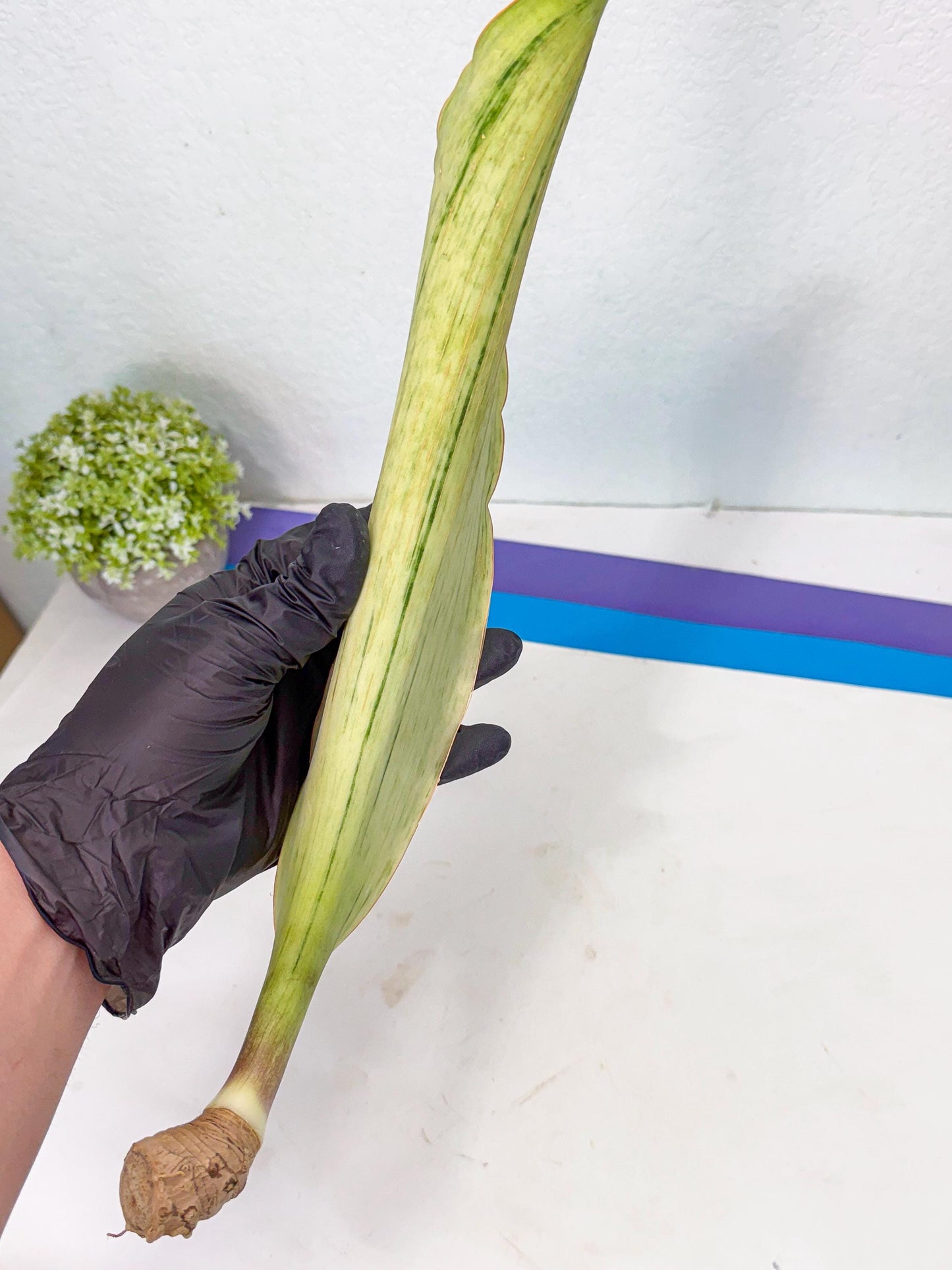 Sansevieria Masoniana Bruda (bb) (10) | Masoniana Var x Eliptica Var
