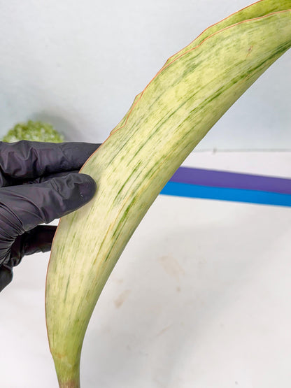 Sansevieria Masoniana Bruda (bb) (10) | Masoniana Var x Eliptica Var