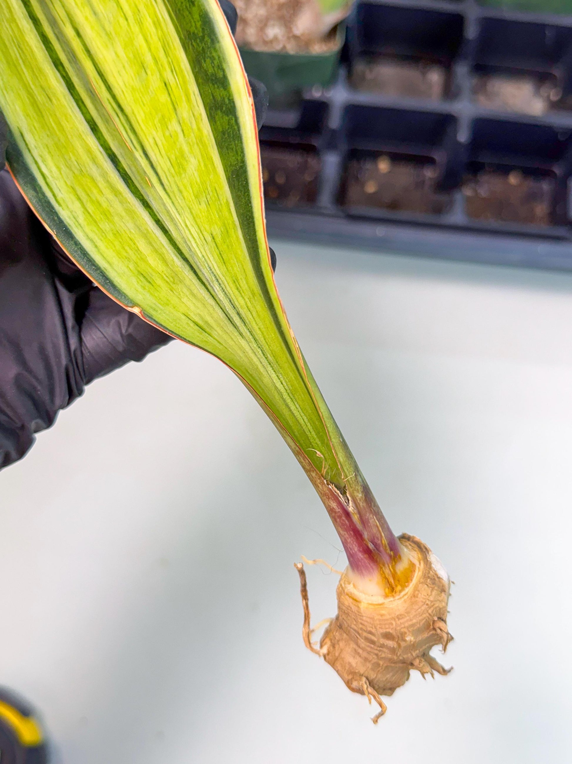 Sansevieria Masoniana Bruda (bb) (11) | Masoniana Var x Eliptica Var
