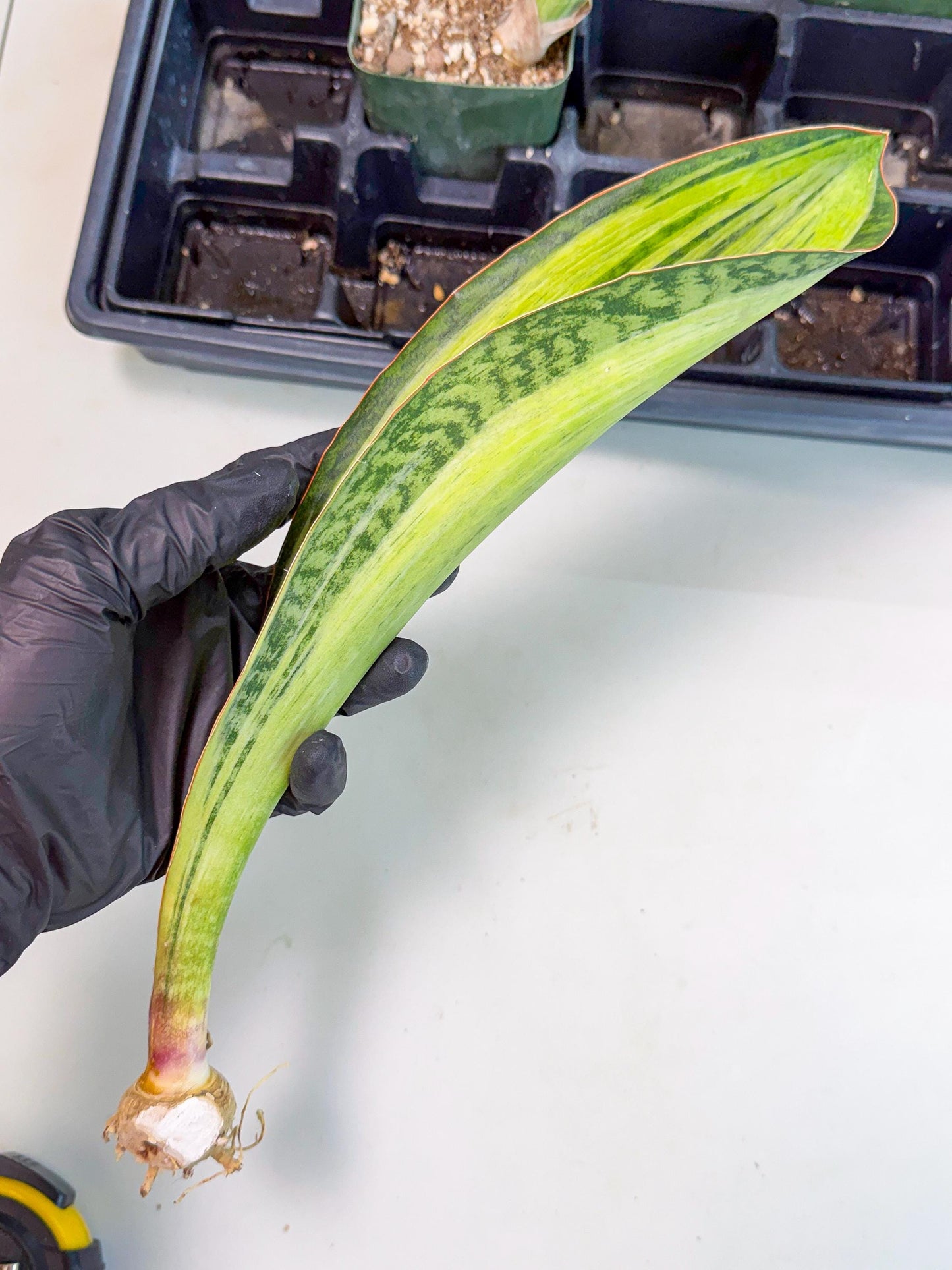 Sansevieria Masoniana Bruda (bb) (11) | Masoniana Var x Eliptica Var