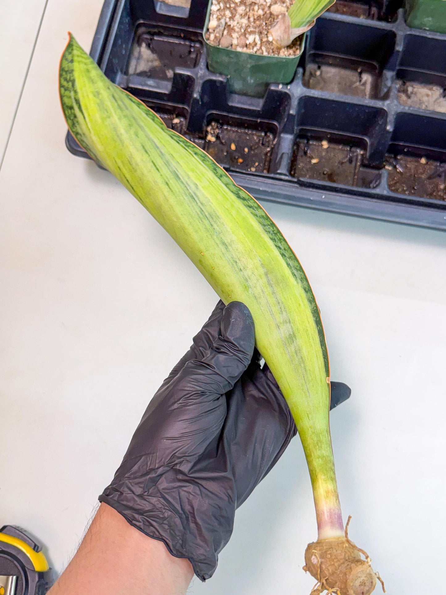 Sansevieria Masoniana Bruda (bb) (11) | Masoniana Var x Eliptica Var