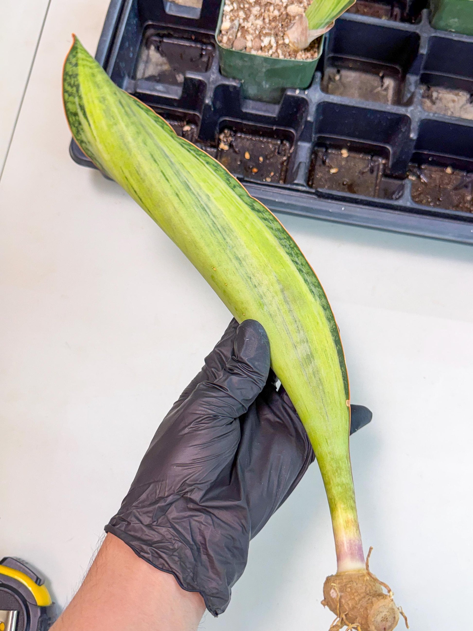 Sansevieria Masoniana Bruda (bb) (11) | Masoniana Var x Eliptica Var