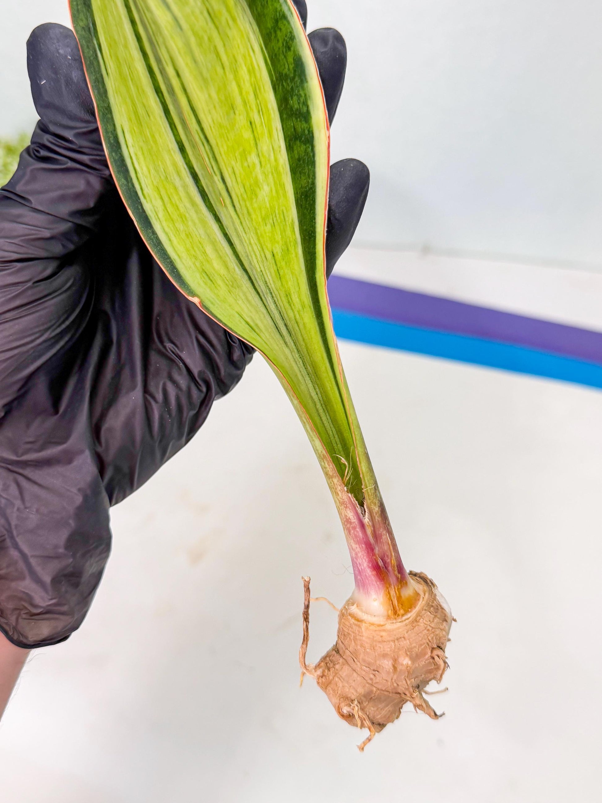 Sansevieria Masoniana Bruda (bb) (11) | Masoniana Var x Eliptica Var