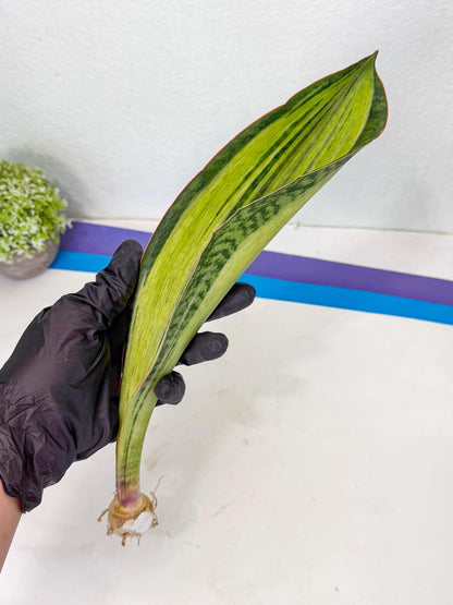 Sansevieria Masoniana Bruda (bb) (11) | Masoniana Var x Eliptica Var