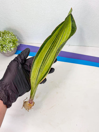 Sansevieria Masoniana Bruda (bb) (11) | Masoniana Var x Eliptica Var