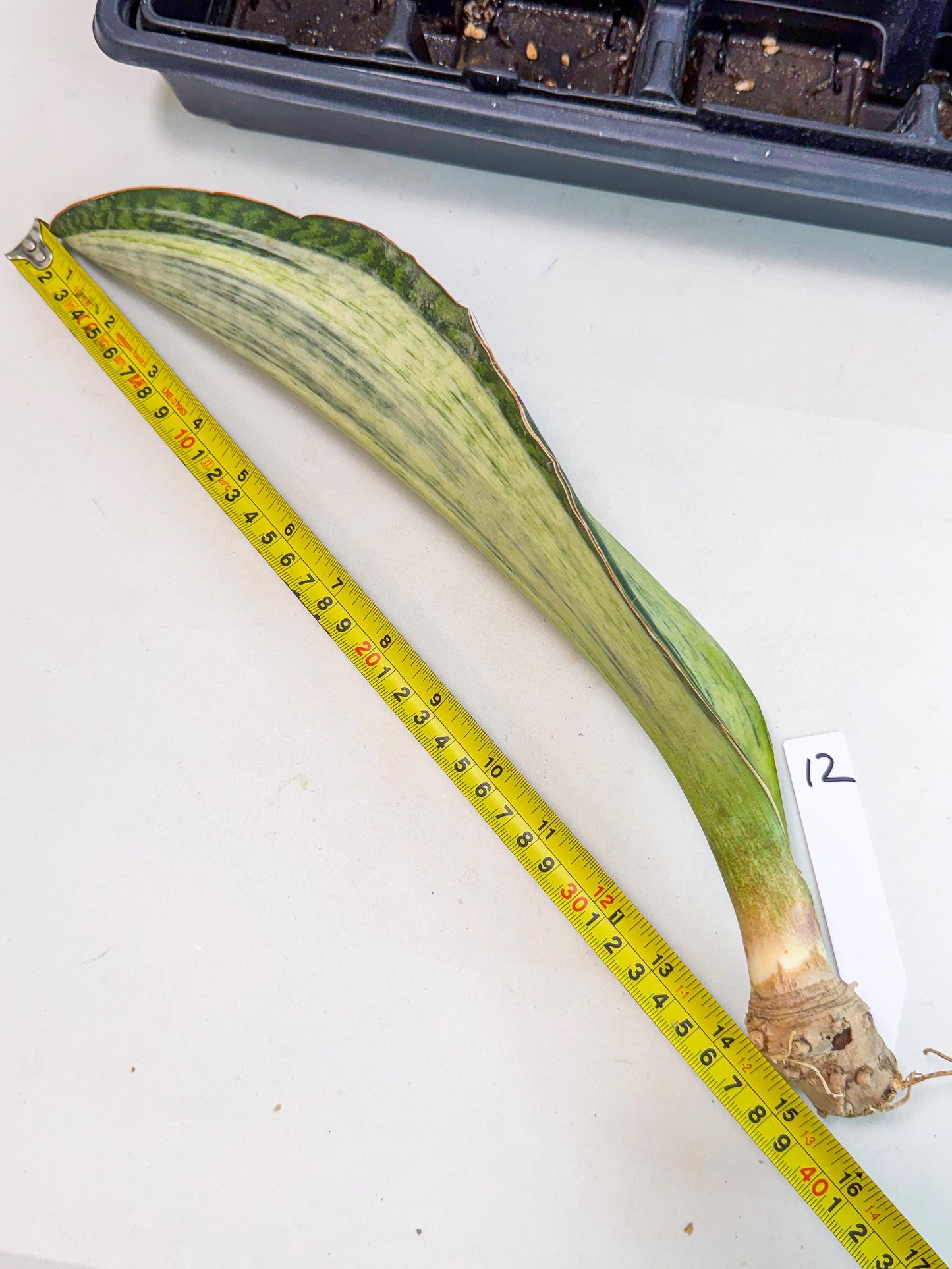 Sansevieria Masoniana Bruda (bb) (12) | Masoniana Var x Eliptica Var