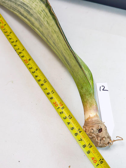 Sansevieria Masoniana Bruda (bb) (12) | Masoniana Var x Eliptica Var