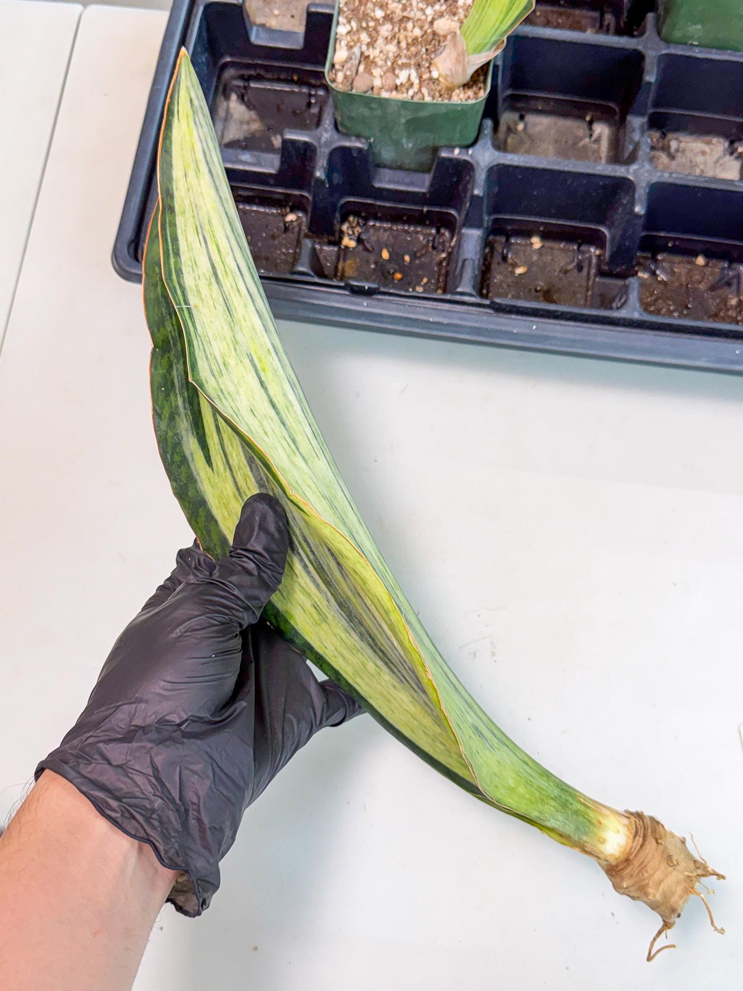 Sansevieria Masoniana Bruda (bb) (12) | Masoniana Var x Eliptica Var