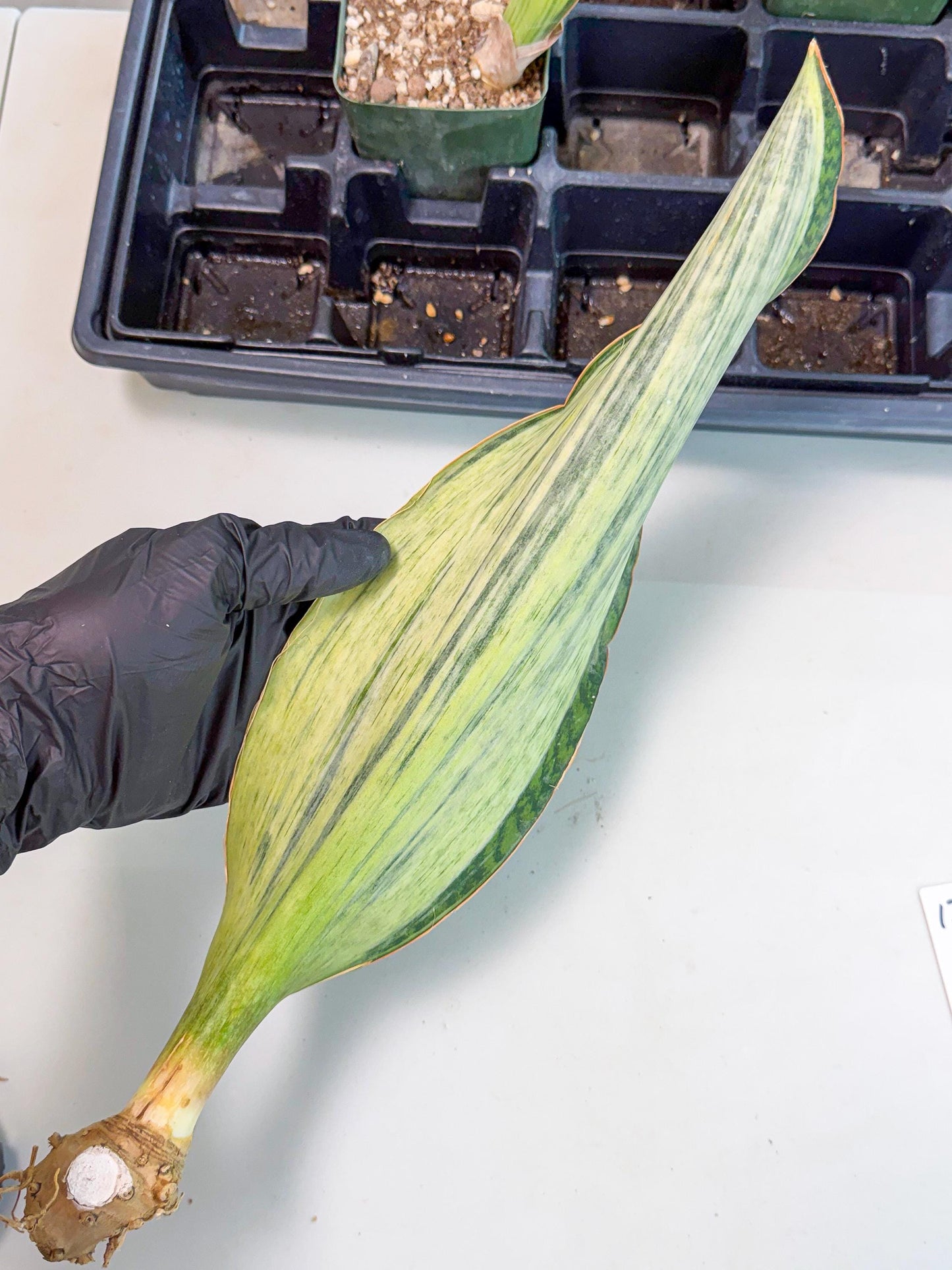 Sansevieria Masoniana Bruda (bb) (12) | Masoniana Var x Eliptica Var