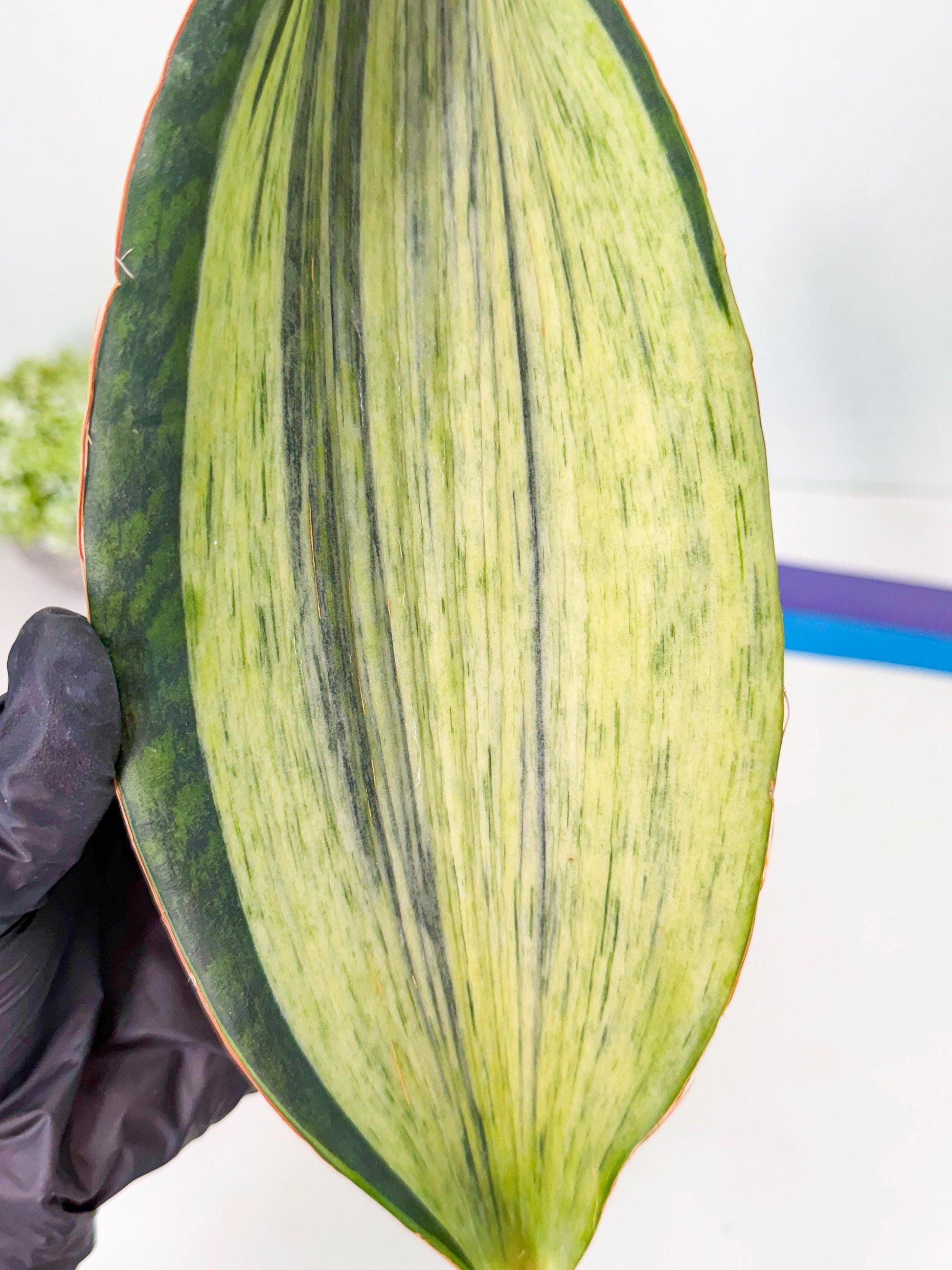 Sansevieria Masoniana Bruda (bb) (12) | Masoniana Var x Eliptica Var