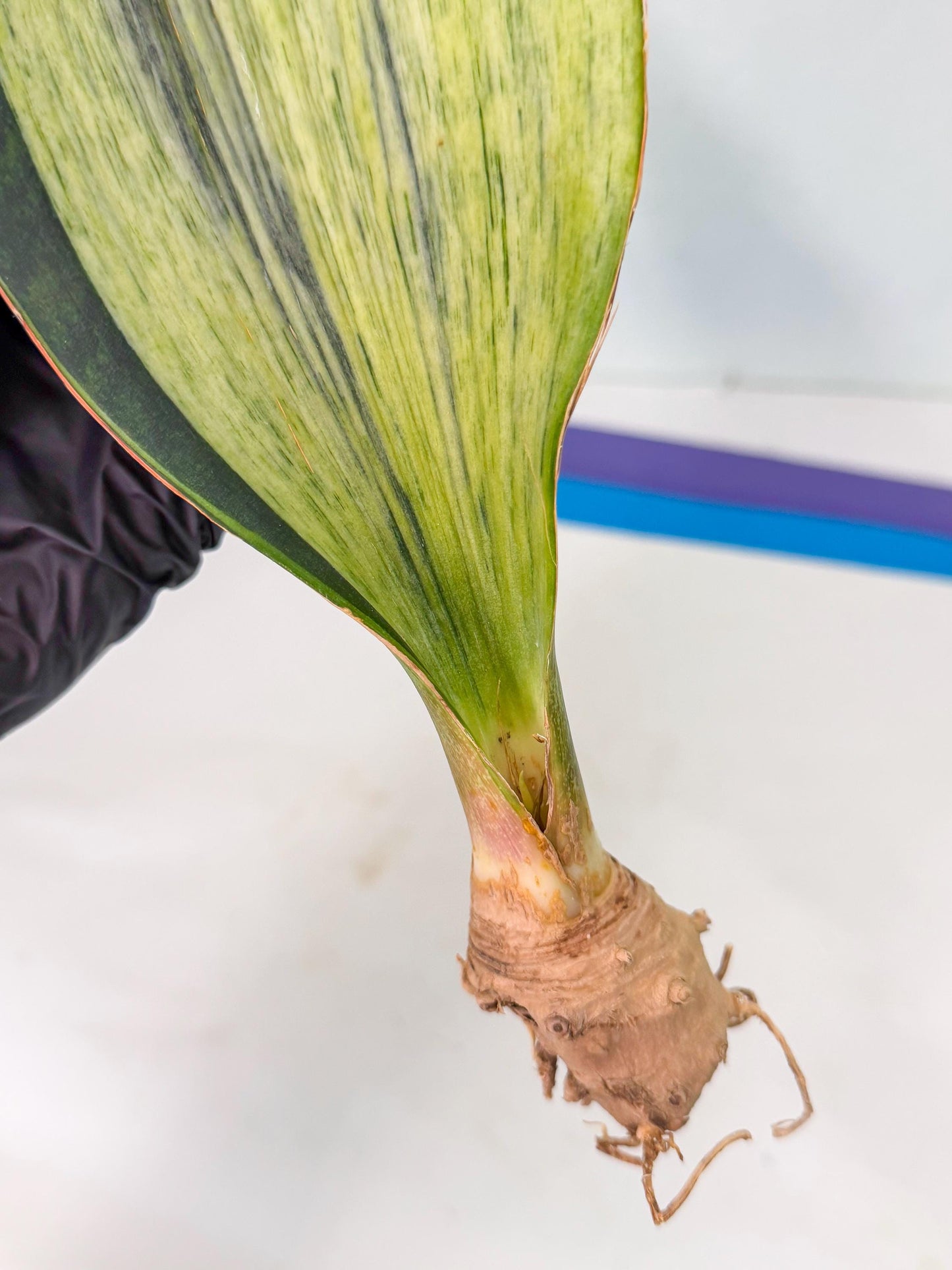 Sansevieria Masoniana Bruda (bb) (12) | Masoniana Var x Eliptica Var