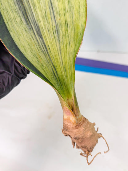 Sansevieria Masoniana Bruda (bb) (12) | Masoniana Var x Eliptica Var