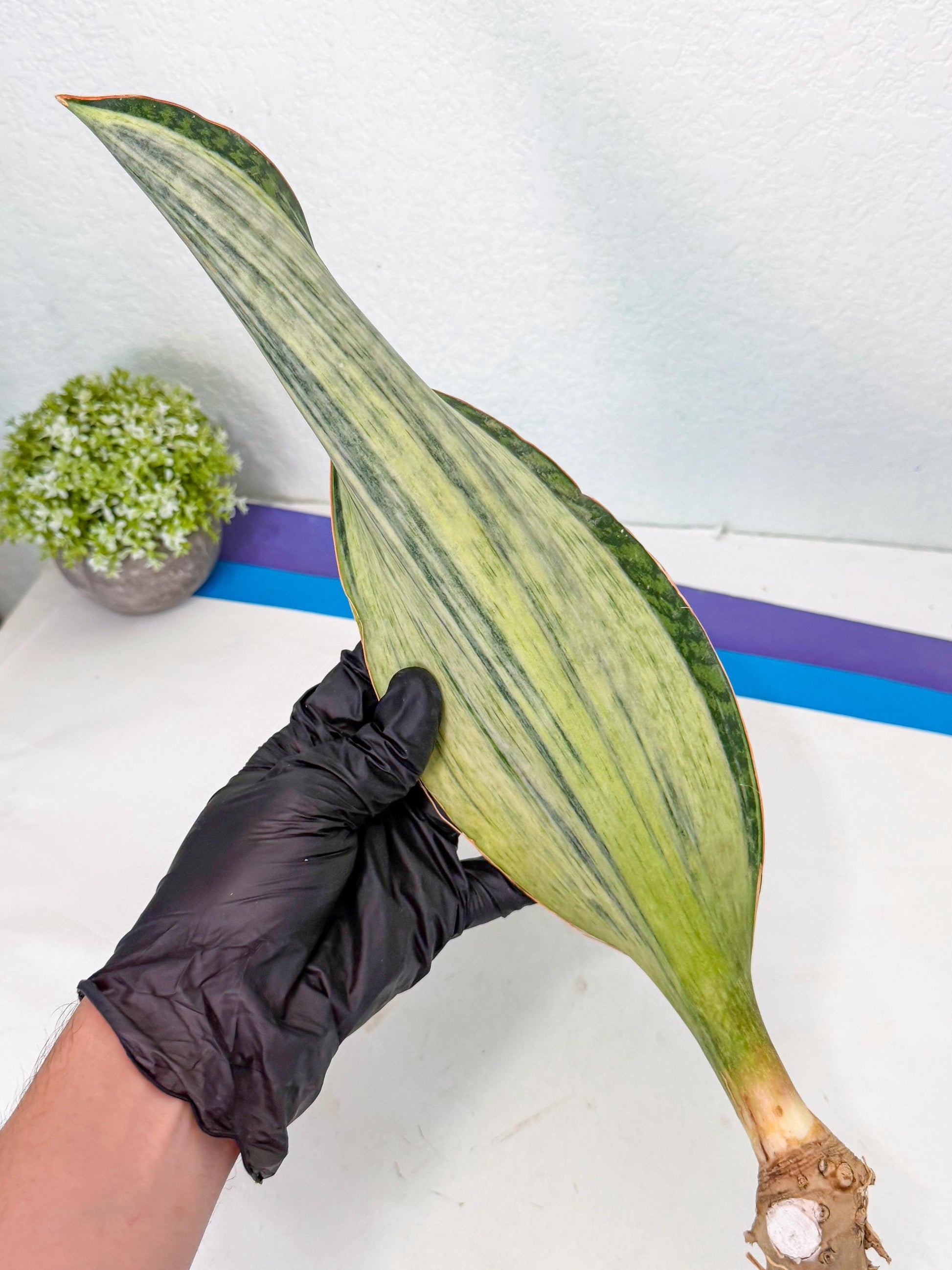 Sansevieria Masoniana Bruda (bb) (12) | Masoniana Var x Eliptica Var